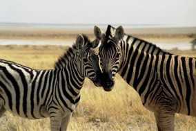 picture of zebras